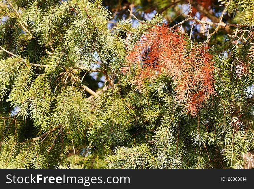 Christmas tree branches-green and brown