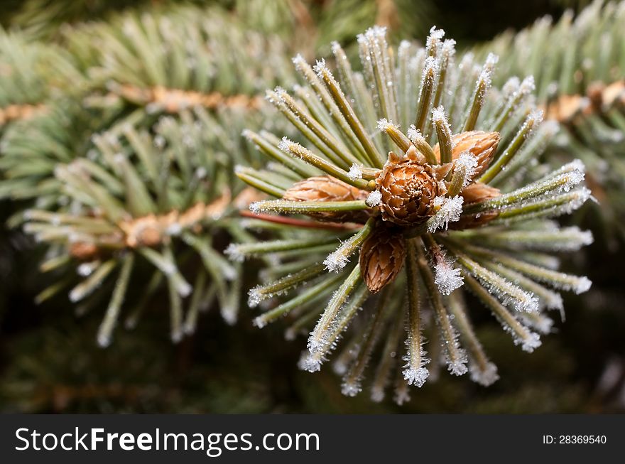 Pin tree sprout covered in ice. Pin tree sprout covered in ice