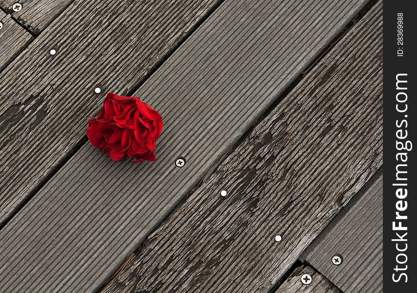 Falling red rose against a wooden background. Falling red rose against a wooden background