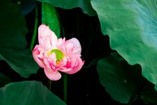 Free Pink Blooming Lotus With Green Leaf Stock Photography - 283656362