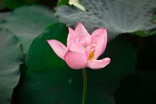 Free A Blooming Lotus With Green Leaf Stock Image - 283656951