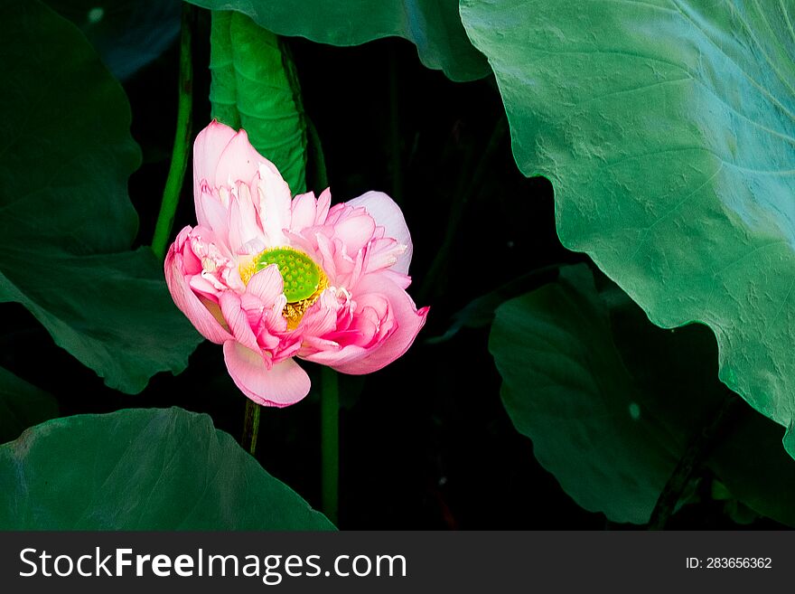 Pink Blooming Lotus With Green Leaf