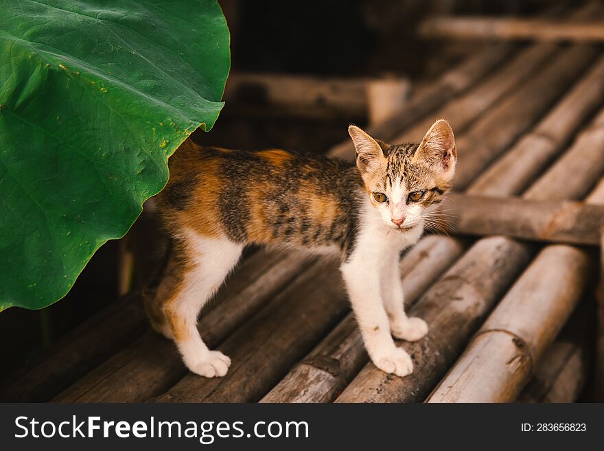 A bewildered kitten under a lotus leaf