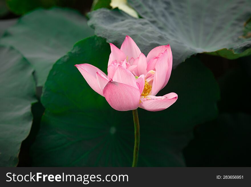 A blooming lotus with green leaf