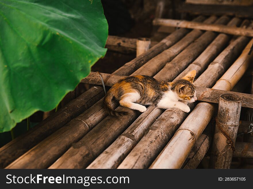 A Curious Kitten Under A Lotus Leaf