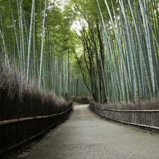 Bamboo Grove In Arashiyama In Kyoto, Japan Royalty Free Stock Photos