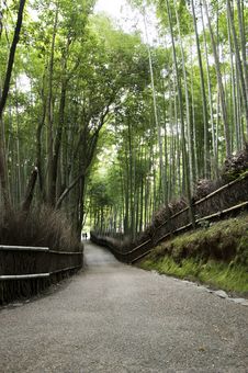 Bamboo Grove In Arashiyama In Kyoto, Japan Royalty Free Stock Photo