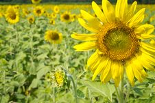 Sunflowers Stock Image Sunflowers Stock Image