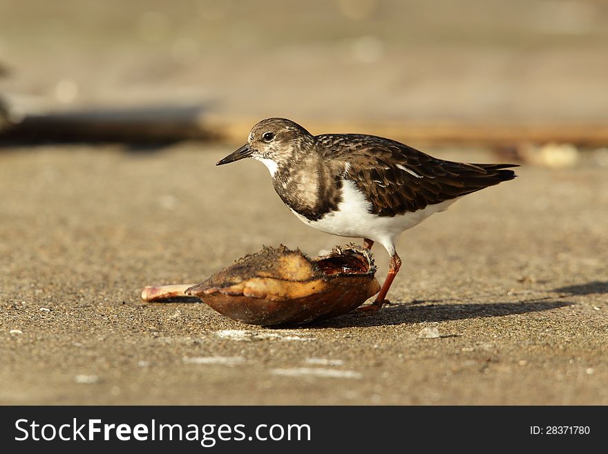 View of a turnstone feeding on crab. View of a turnstone feeding on crab.