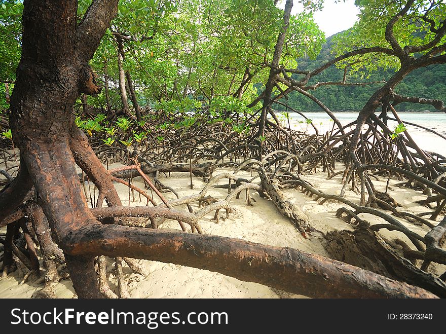 Mangrove plants growing in wetlands. A protective earth connection from the storm. And breeding animals. Mangrove plants growing in wetlands. A protective earth connection from the storm. And breeding animals.