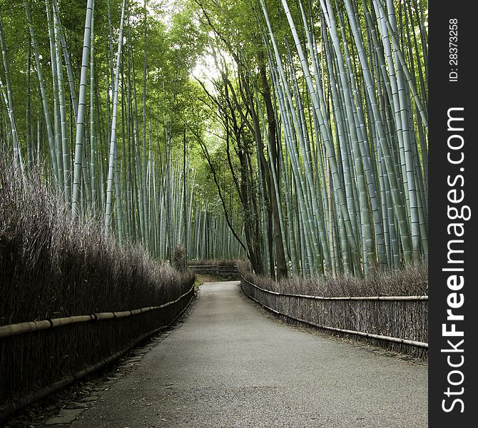 Bamboo Grove In Arashiyama In Kyoto, Japan