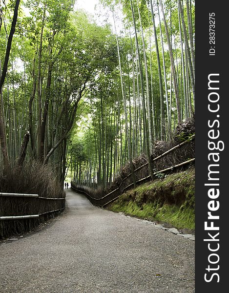 Bamboo grove in Arashiyama in Kyoto, Japan