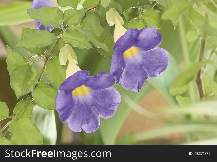 Close up thunbergia flower / tropical flower. Close up thunbergia flower / tropical flower