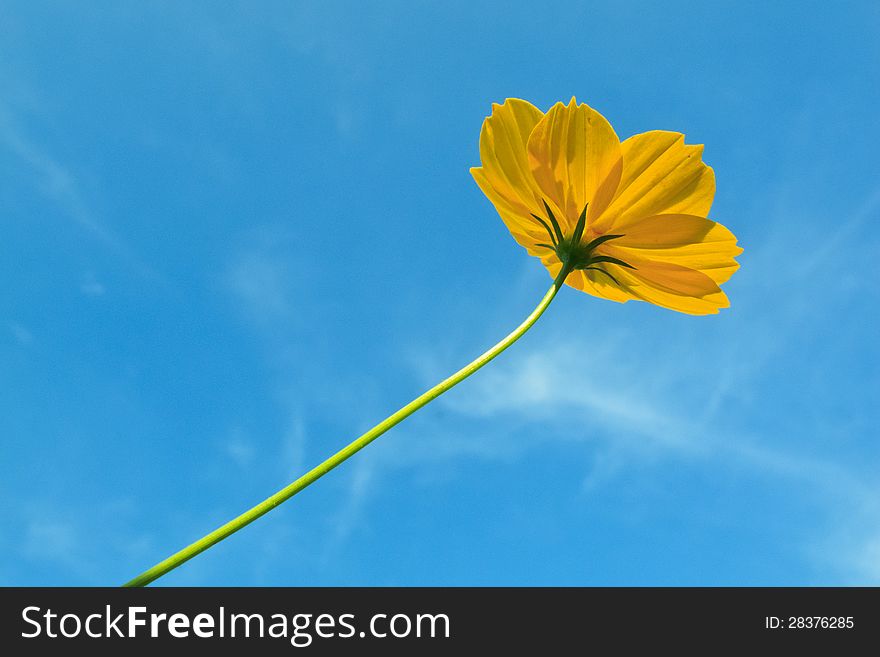Yellow Mexican daisy with blue sky background