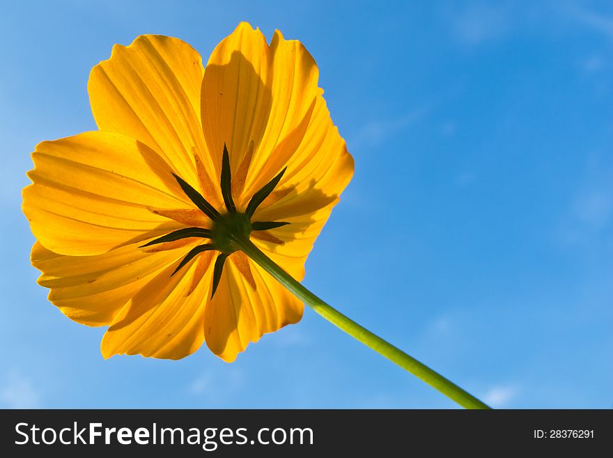 Yellow Mexican Daisy and blue sky background