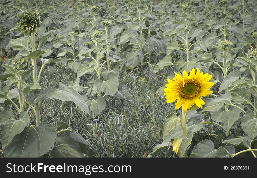 Young sunflower in the farm