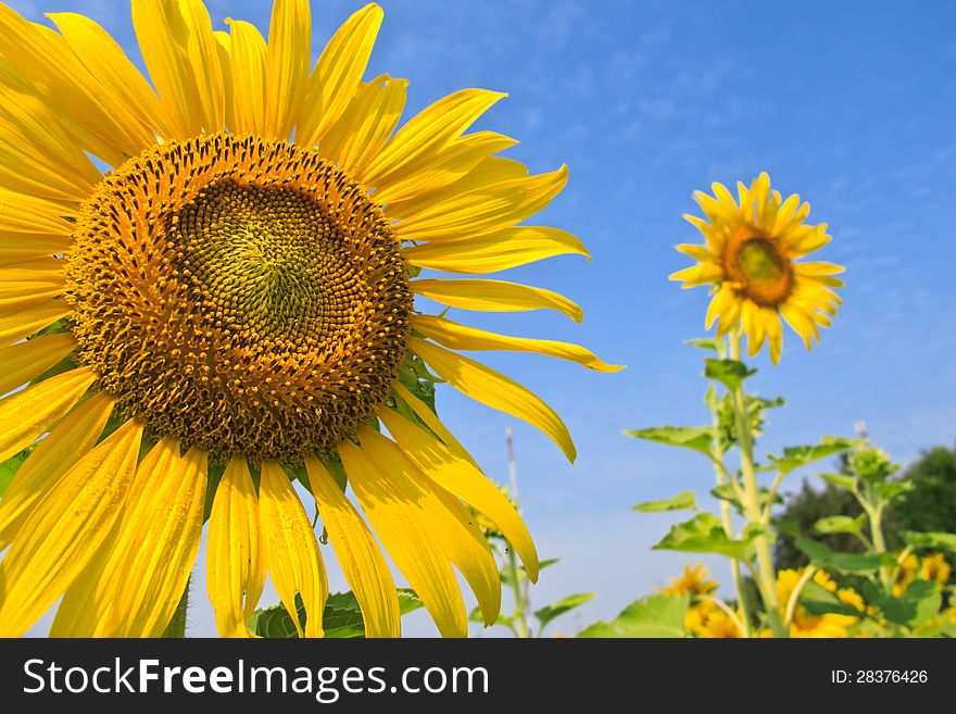 Close up sunflower with blue sky background. Close up sunflower with blue sky background