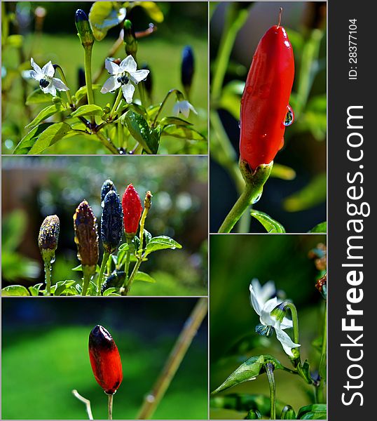 Collage of hot red Chilli Pepper