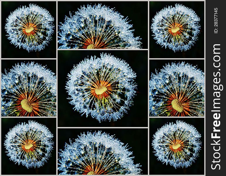 Collage of Dandelion with sparkling dew drops. Collage of Dandelion with sparkling dew drops