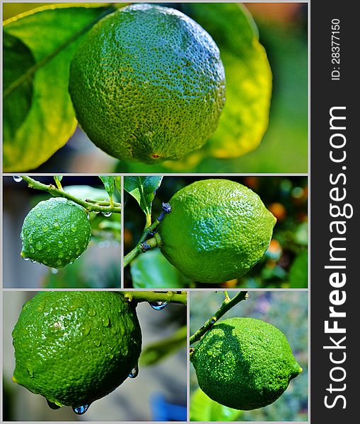 Lemon on tree