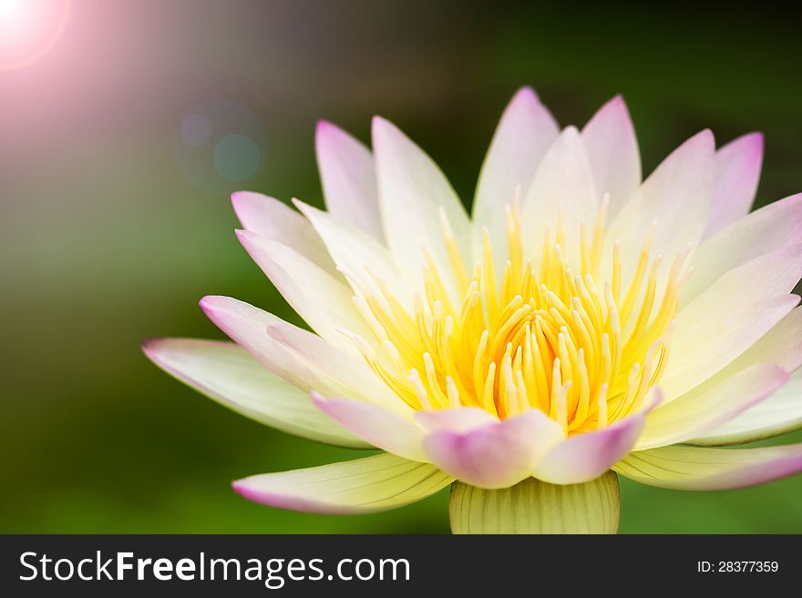 Lotus Flower Background