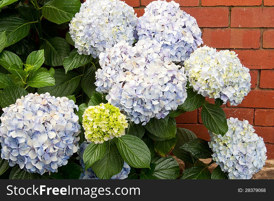 Hydrangea blossoms and foliage against a face brick wall.