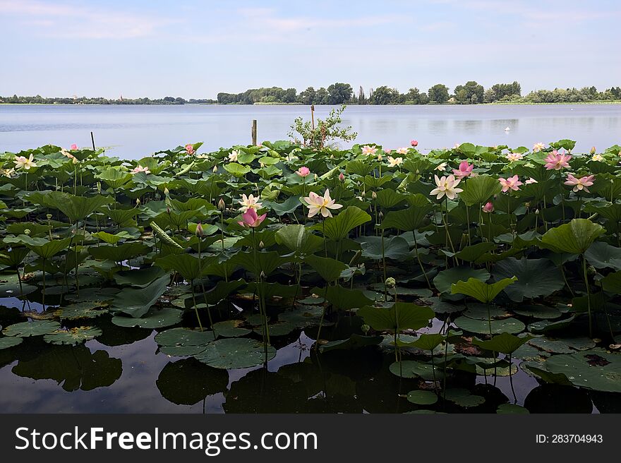 Lotus Flowers And Leaves On A Lake On A Sunny Day