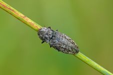 Click Beetle Royalty Free Stock Images