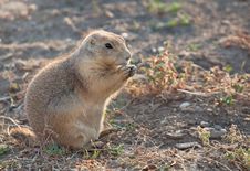 Prairie Dog Stock Photos