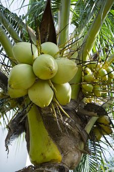 Coconut Fruits Royalty Free Stock Photo Coconut Fruits Royalty Free Stock Photo