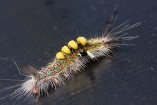 Strange Caterpillar Stock Images Strange Caterpillar Stock Images