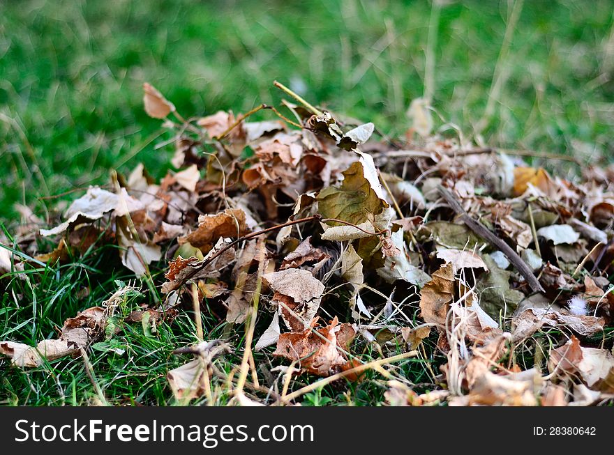 Leafs grass autumn macro enviroment