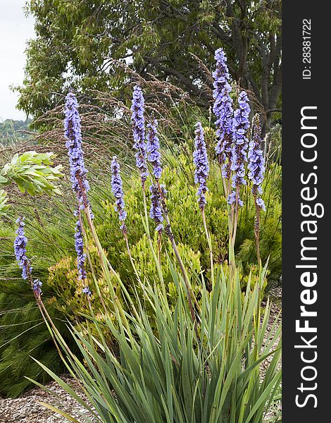 A picture showing the complete Erica fairii as photographed in the Kirstenbosch botanical garden. A picture showing the complete Erica fairii as photographed in the Kirstenbosch botanical garden