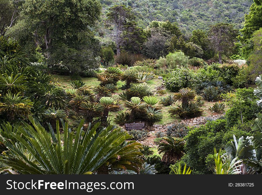 Multiple, different species of cycads that make a beautiful picture, notice the garden bench in the middle bottom. Multiple, different species of cycads that make a beautiful picture, notice the garden bench in the middle bottom
