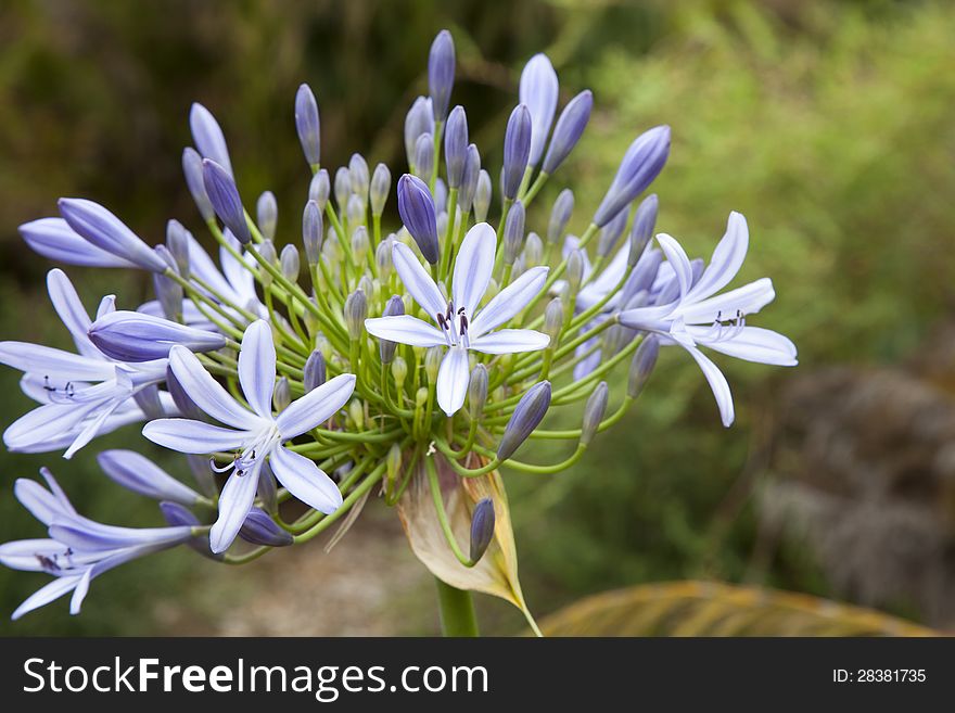 An almost fullframe shot of the blue angapanthus carefully positioned on the lefthand side of the landscape layout. An almost fullframe shot of the blue angapanthus carefully positioned on the lefthand side of the landscape layout