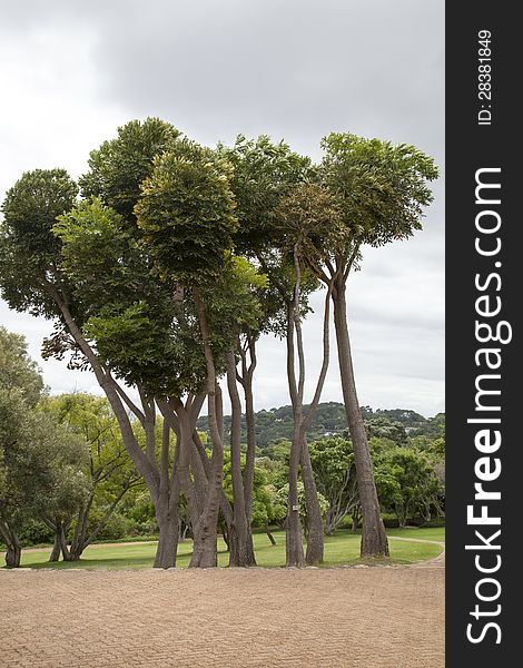 A set of close growing trees posing for an imaculate picture in the Kirstenbosh botanical gardens. A set of close growing trees posing for an imaculate picture in the Kirstenbosh botanical gardens