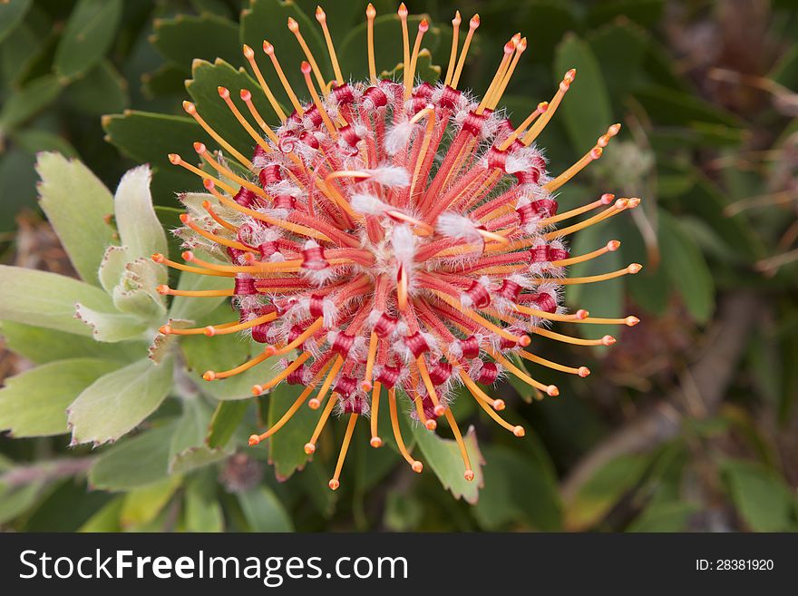 Centrally positioned macro shot of a Red Ribbon Pin Cushion protea wit exellent detail evident. Centrally positioned macro shot of a Red Ribbon Pin Cushion protea wit exellent detail evident