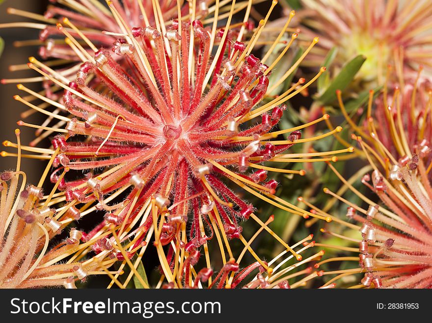 The orange and red Ribbon Pincuschion Protea flowers as photographed in South Africa