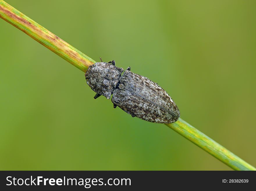 Click beetle