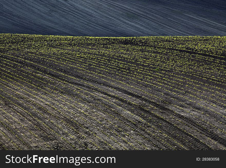 Spring field of growing up green grain. Spring field of growing up green grain