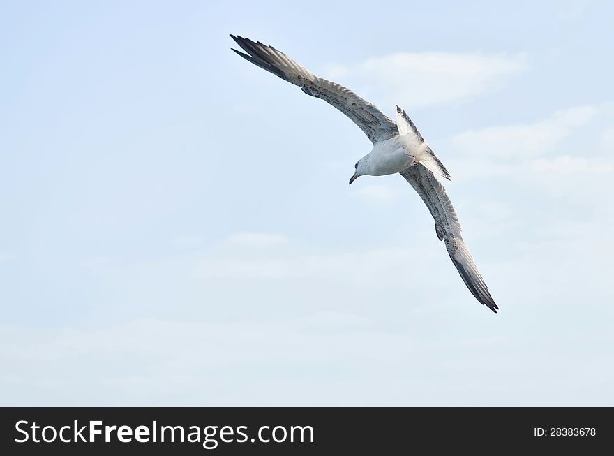 The picture of seagull flying over the sea. It flies away.