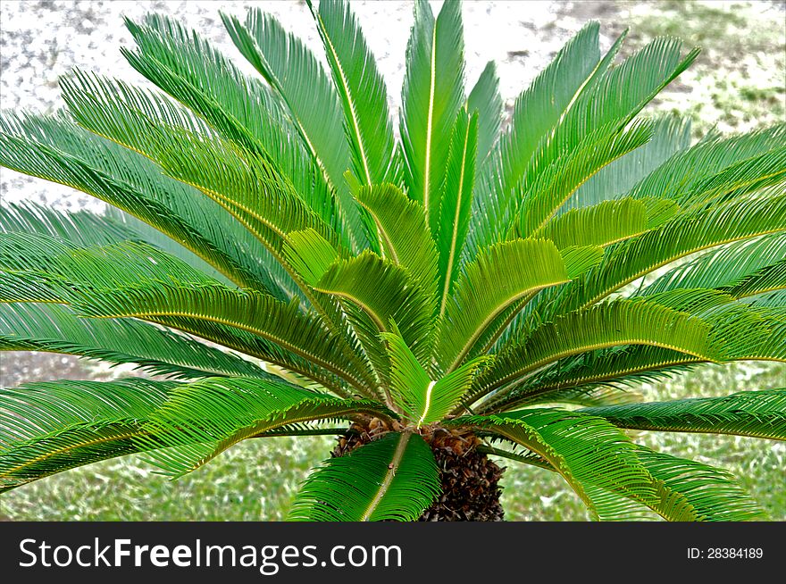 Palm tree, tropical climate, color image, small palm, green leaf