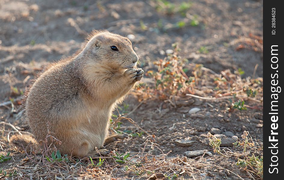 Prairie dog eating nut. Badlands National Park, South Dakota