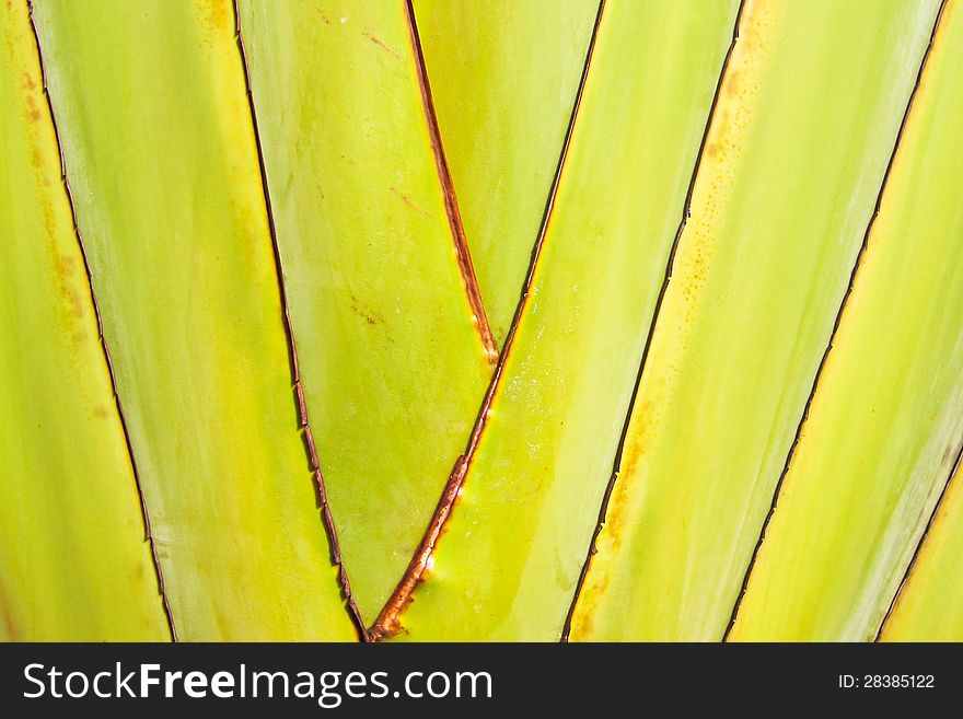 Line on green leaf of traveler's palm background