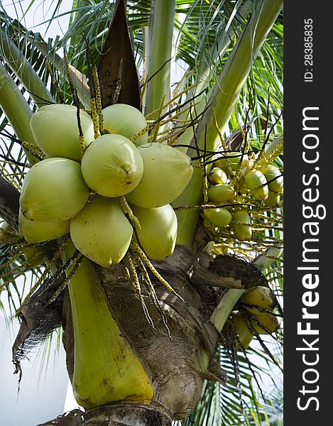 Close view of coconut fruits found in tropical areas