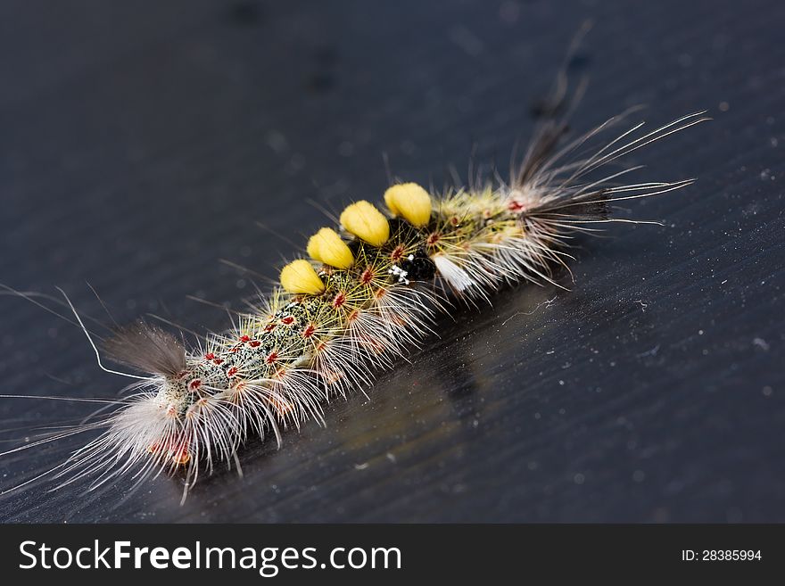 Strange caterpillar with many venomous spines