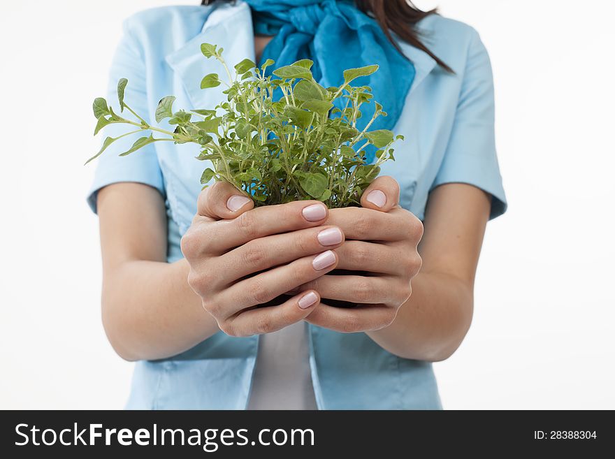 White human hands presenting green herbs. White human hands presenting green herbs