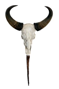 Head Skull Of Bull On White Royalty Free Stock Photo Head Skull Of Bull On White Royalty Free Stock Photo
