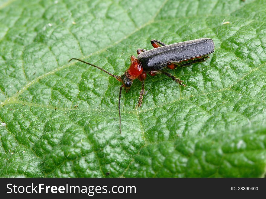 Soldier Beetle