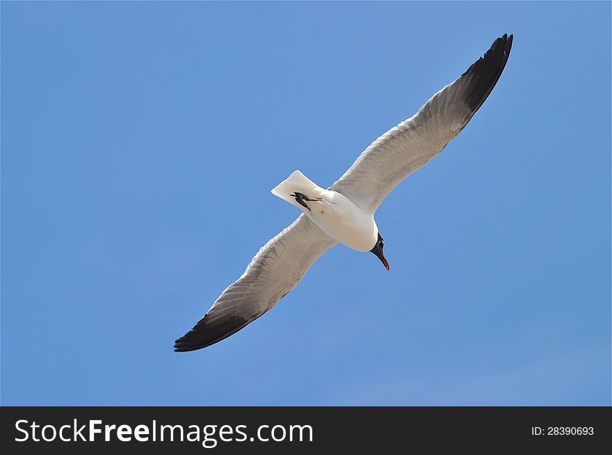 A gull is flying free in the blue sky. A gull is flying free in the blue sky